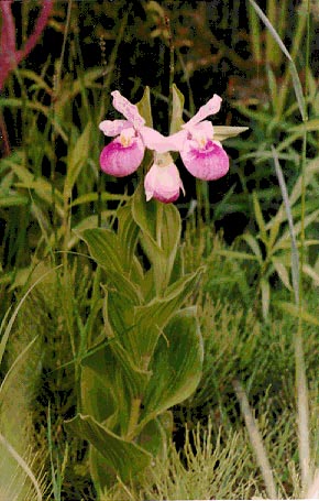 Pink Lady Slipper Orchid