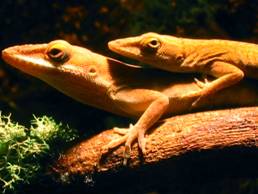 lizards
