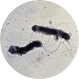 Bacteria